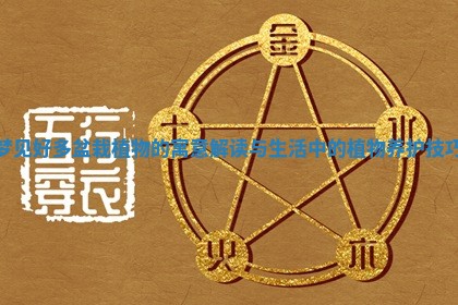 梦见好多盆栽植物的寓意解读与生活中的植物养护技巧