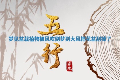 梦见盆栽植物被风吹倒_梦到大风把花盆刮掉了